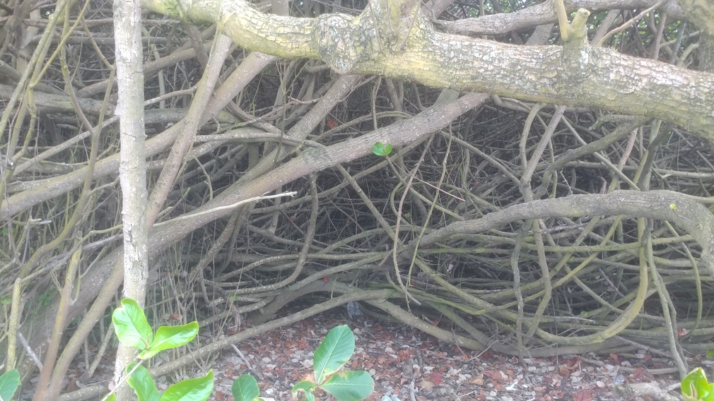 Tangle of Twigs in Mililani, Hawaii