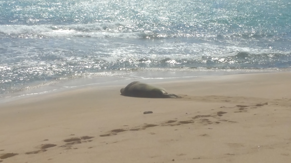 Hawaiian Monk Seal on Sandy Beach, Hauula, Hawaii