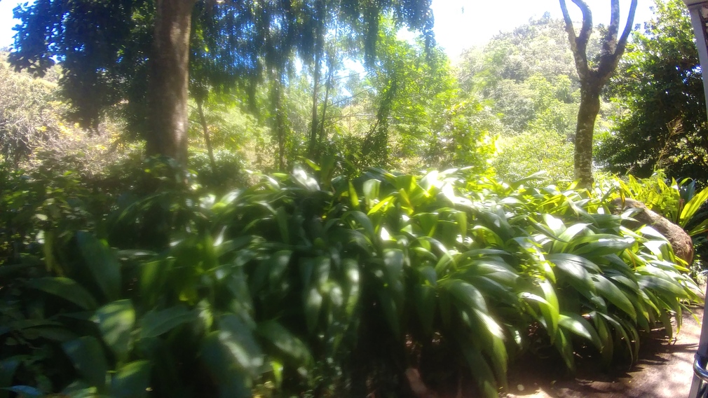 Lush Rainforest in Honolulu County, Hawaii