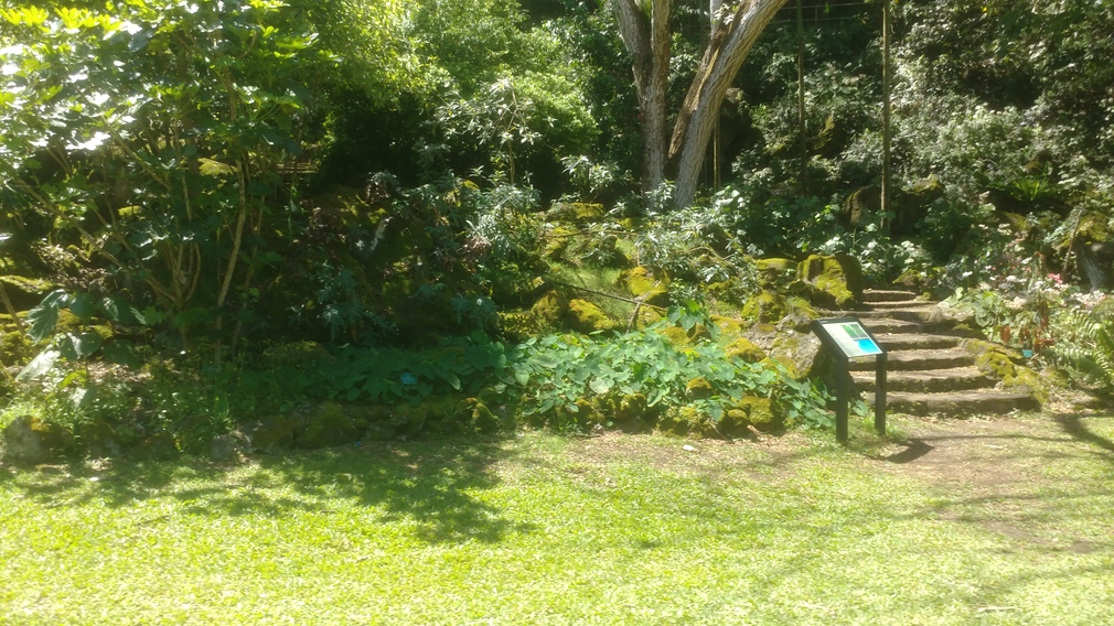 Manoa Falls Botanical Garden, Honolulu