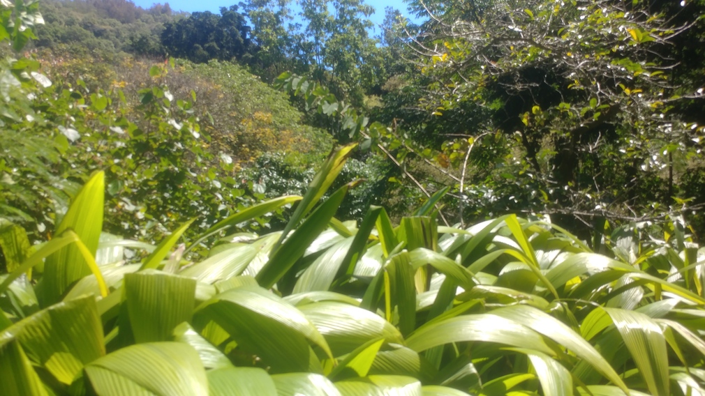 Lush Rainforest in Honolulu County, Hawaii