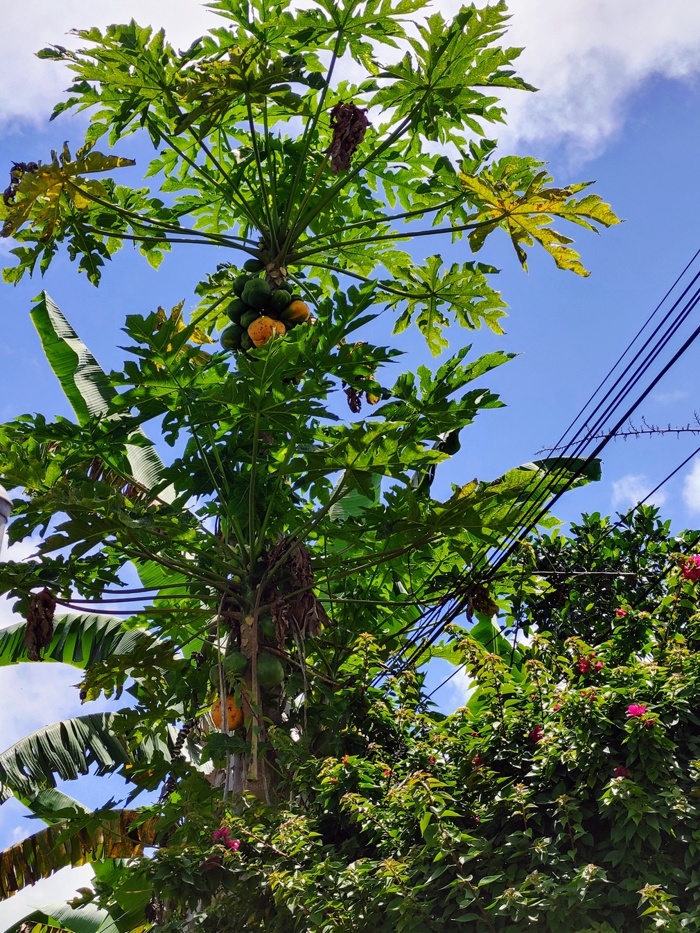 Papaya Tree in Honalo, Hawaii