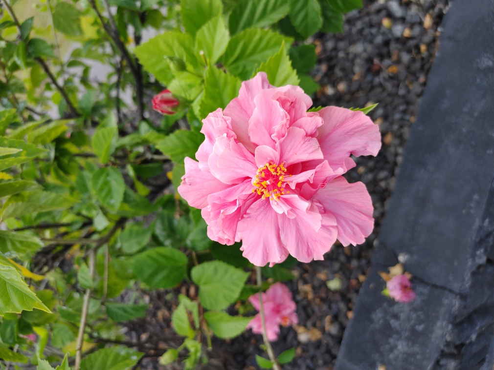 Pink Hibiscus at Sunset Terrace, Kahaluu-Keauhou, Hawaii